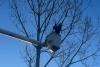 Tree Removal in Michigan